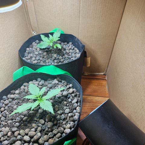 Bloody Skunk / Cream Caramel growlog timeline photo