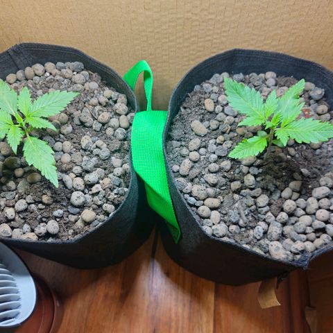 Bloody Skunk / Cream Caramel growlog timeline photo