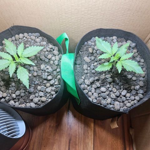 Bloody Skunk / Cream Caramel growlog timeline photo