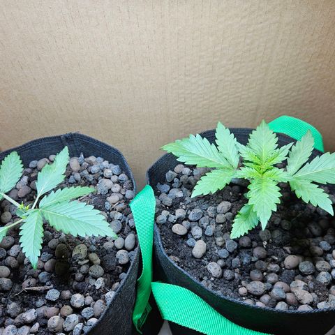 Bloody Skunk / Cream Caramel growlog timeline photo