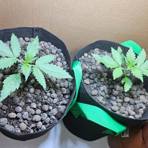 Bloody Skunk / Cream Caramel growlog timeline photo