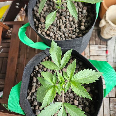 Bloody Skunk / Cream Caramel growlog timeline photo