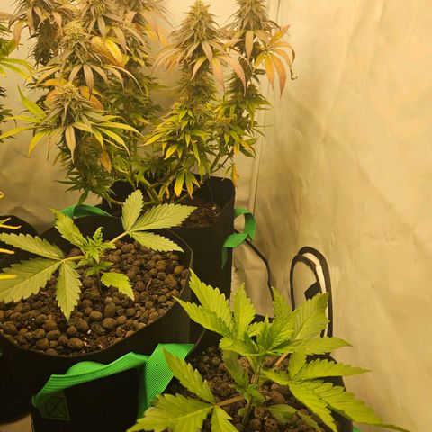 Bloody Skunk / Cream Caramel growlog timeline photo
