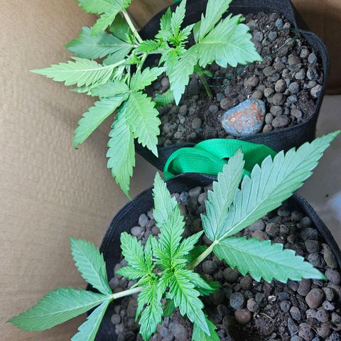 Bloody Skunk / Cream Caramel growlog timeline photo