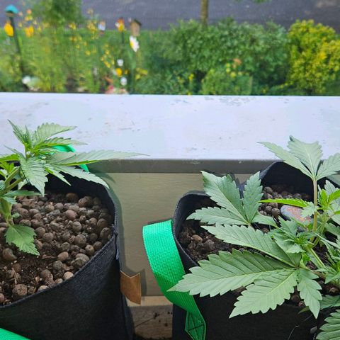 Bloody Skunk / Cream Caramel growlog timeline photo
