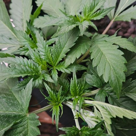 Bloody Skunk / Cream Caramel growlog timeline photo