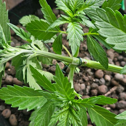 Bloody Skunk / Cream Caramel growlog timeline photo