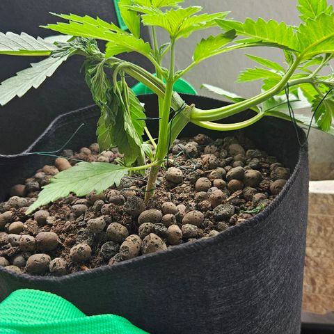 Bloody Skunk / Cream Caramel growlog timeline photo