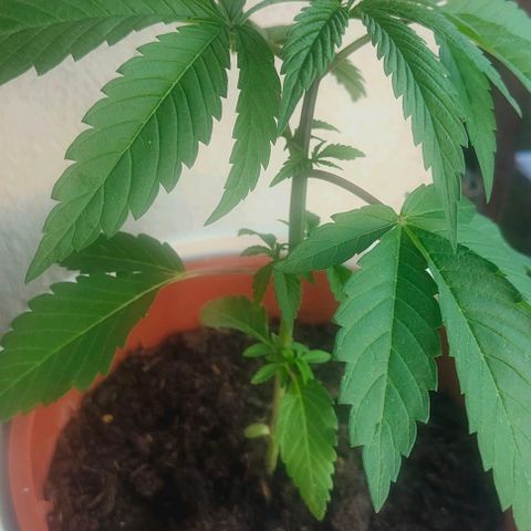 Ak47 growlog timeline photo