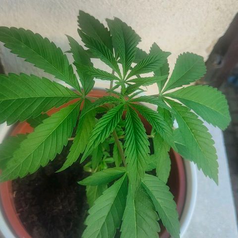 Ak47 growlog timeline photo