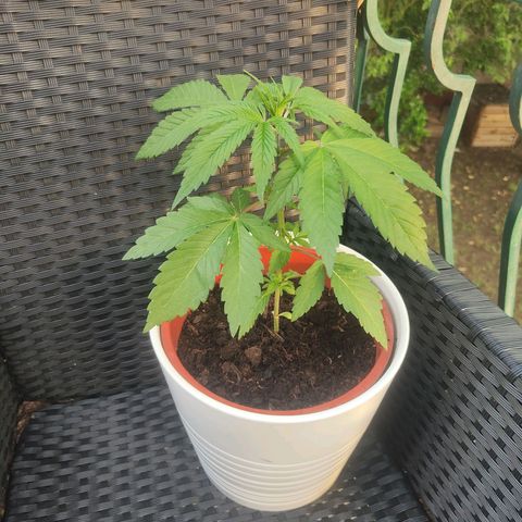 Ak47 growlog timeline photo