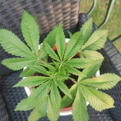 Ak47 growlog timeline photo