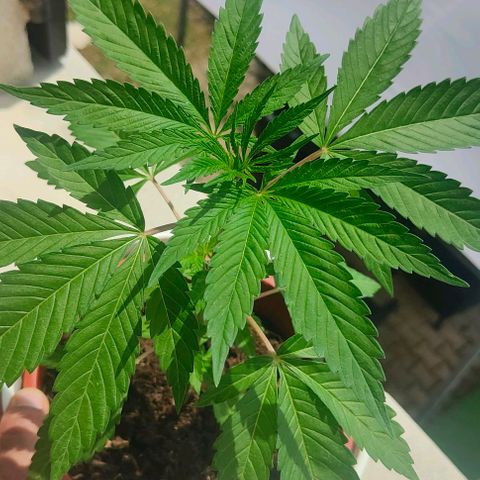 Ak47 growlog timeline photo