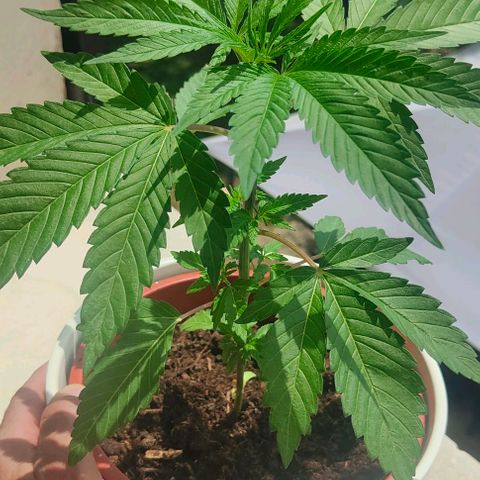 Ak47 growlog timeline photo