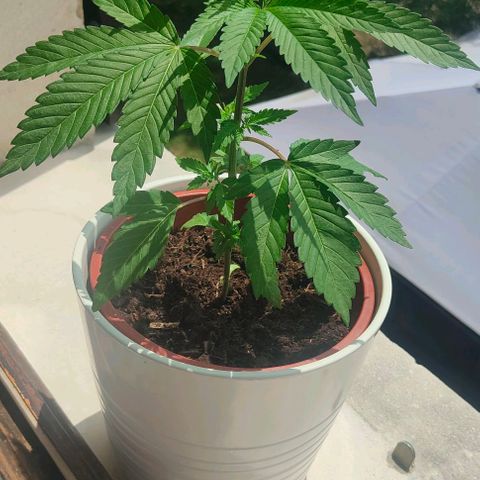 Ak47 growlog timeline photo