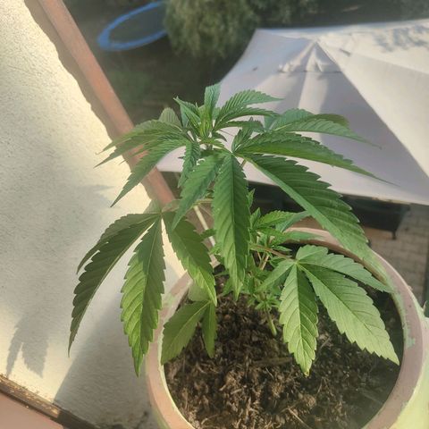 Ak47 growlog timeline photo