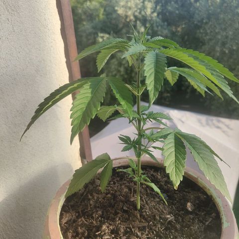 Ak47 growlog timeline photo