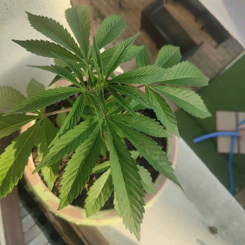 Ak47 growlog timeline photo