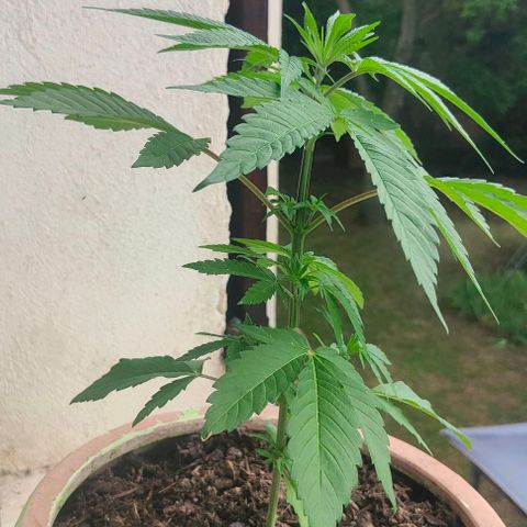 Ak47 growlog timeline photo