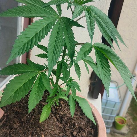Ak47 growlog timeline photo