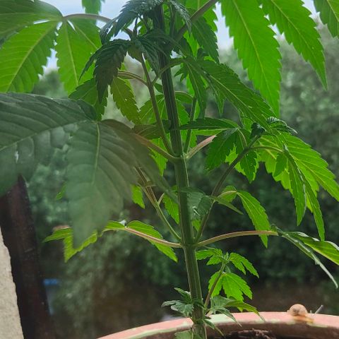 Ak47 growlog timeline photo