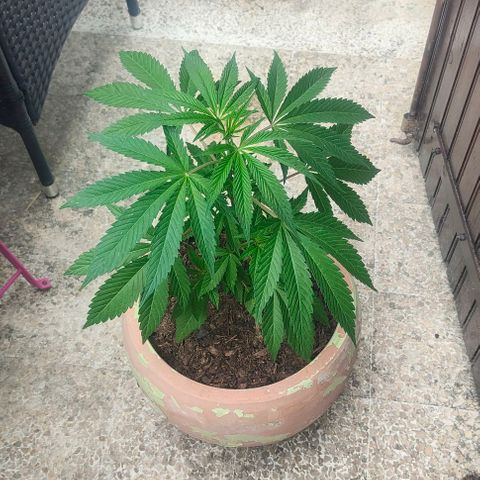 Ak47 growlog timeline photo