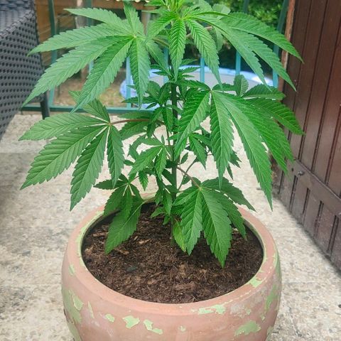 Ak47 growlog timeline photo