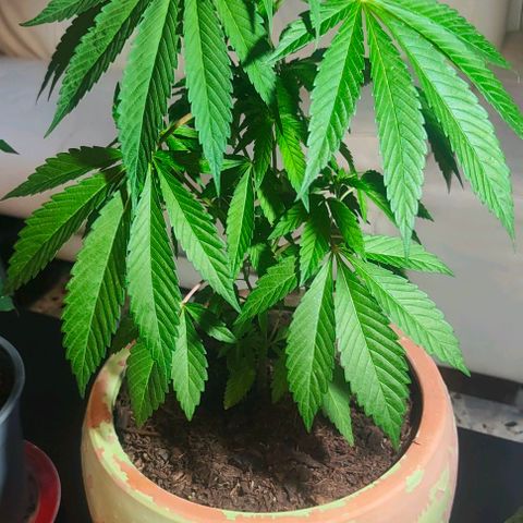 Ak47 growlog timeline photo