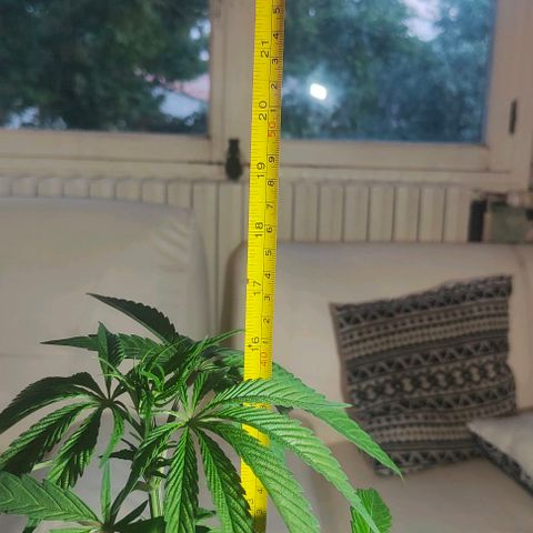 Ak47 growlog timeline photo