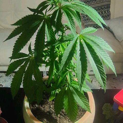 Ak47 growlog timeline photo