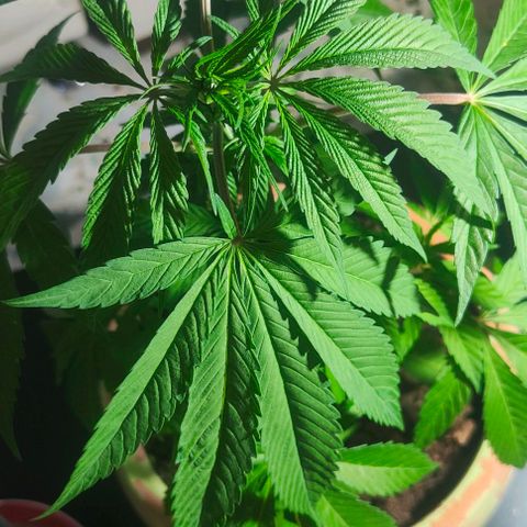 Ak47 growlog timeline photo