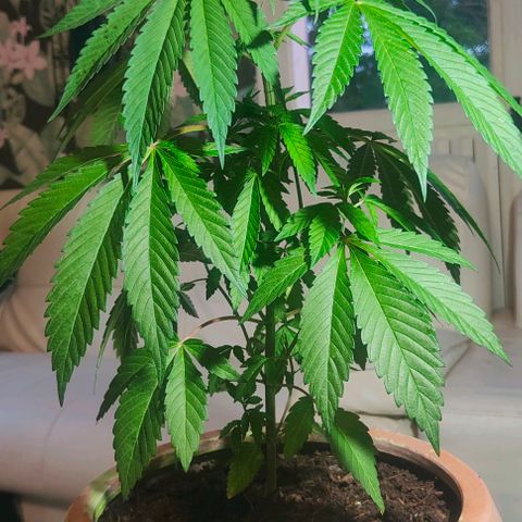 Ak47 growlog timeline photo