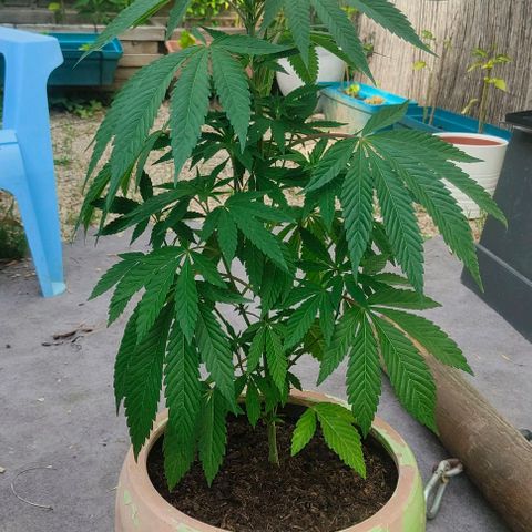 Ak47 growlog timeline photo