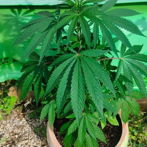Ak47 growlog timeline photo