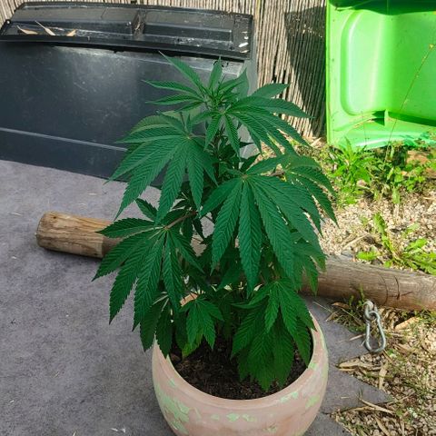Ak47 growlog timeline photo