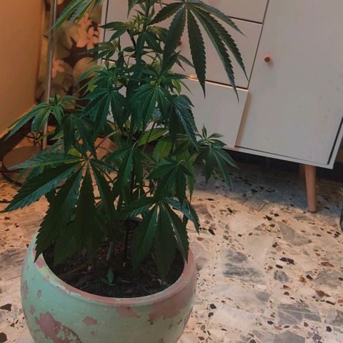 Ak47 growlog timeline photo