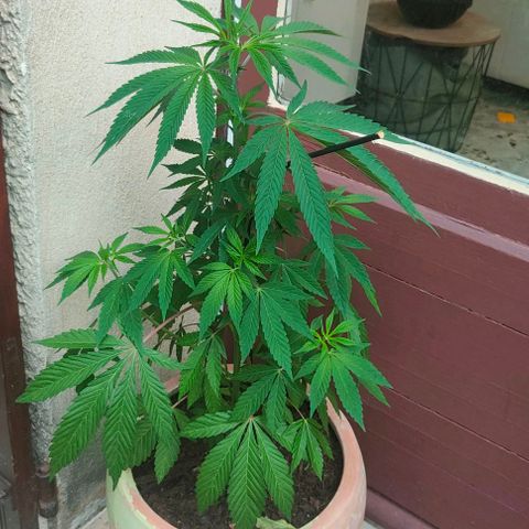 Ak47 growlog timeline photo