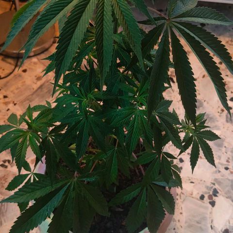 Ak47 growlog timeline photo