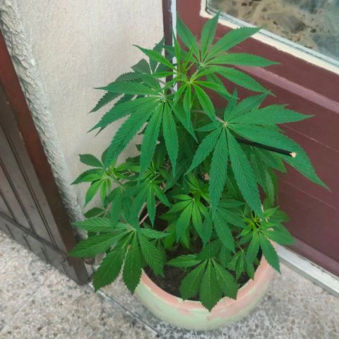 Ak47 growlog timeline photo