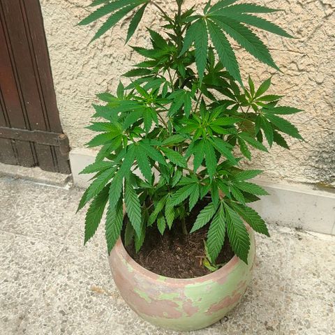 Ak47 growlog timeline photo