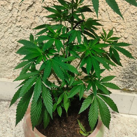 Ak47 growlog timeline photo