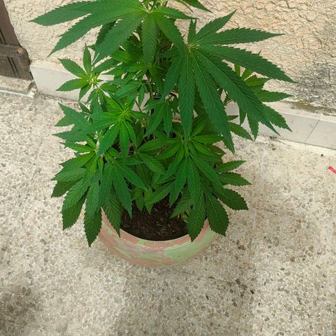 Ak47 growlog timeline photo
