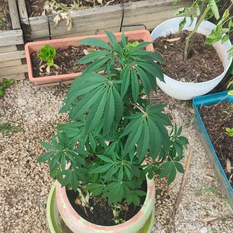 Ak47 growlog timeline photo