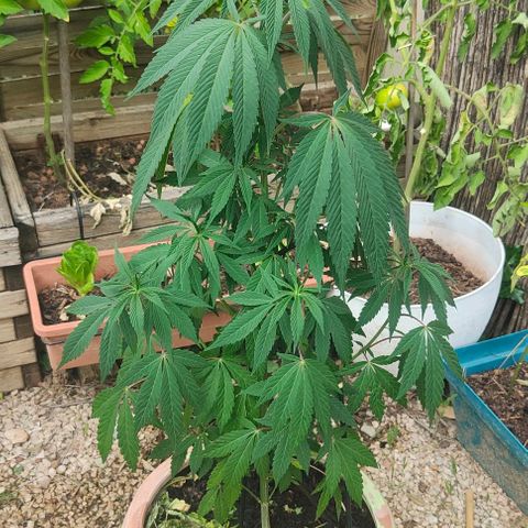 Ak47 growlog timeline photo
