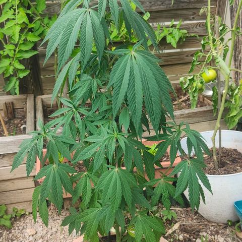 Ak47 growlog timeline photo