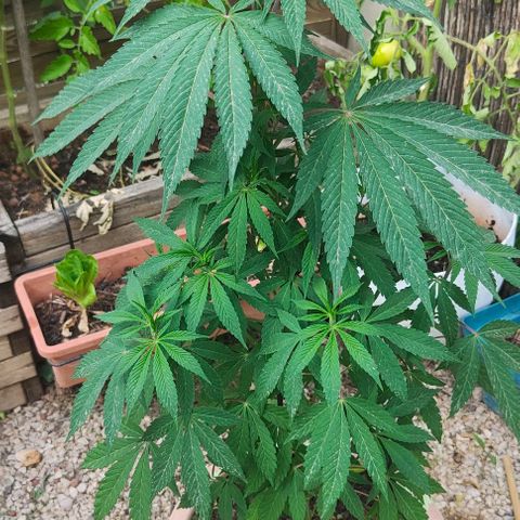 Ak47 growlog timeline photo