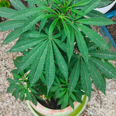Ak47 growlog timeline photo