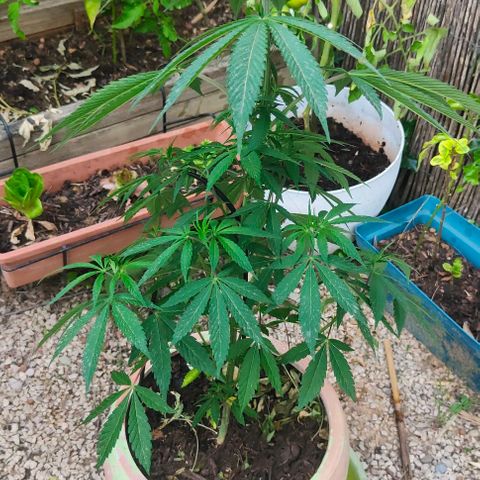 Ak47 growlog timeline photo