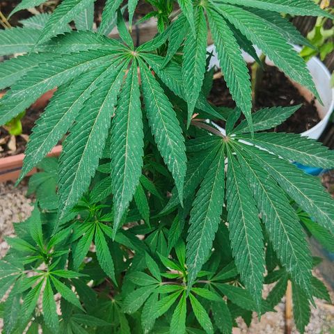 Ak47 growlog timeline photo