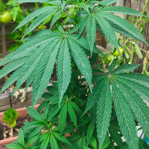 Ak47 growlog timeline photo